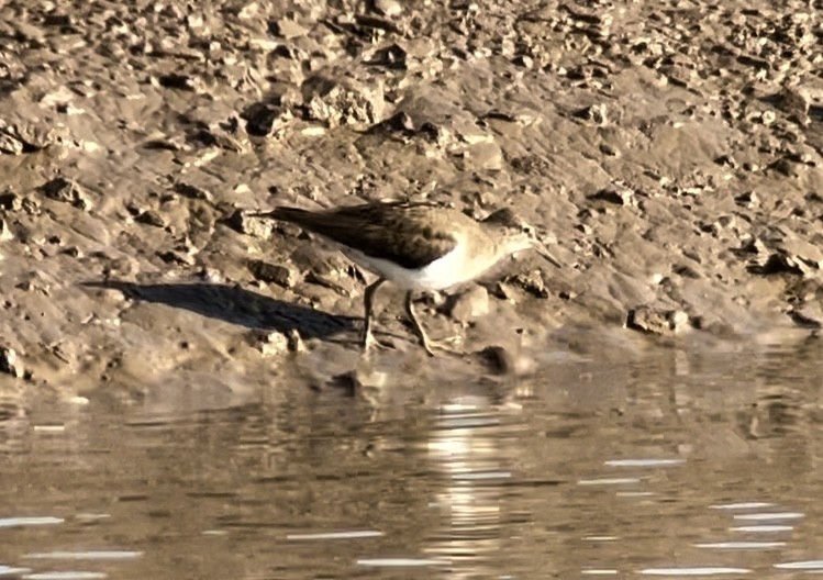 Common Sandpiper - ML620817300