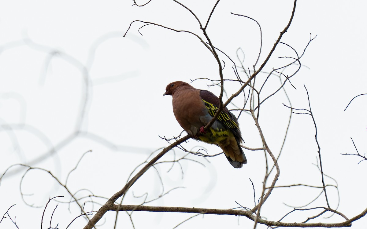 Cinnamon-headed Green-Pigeon - ML620817302