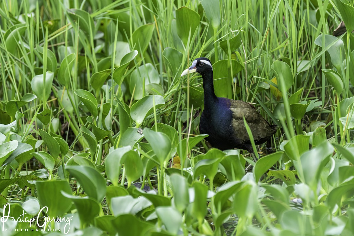 Bronze-winged Jacana - Pratap Gurung