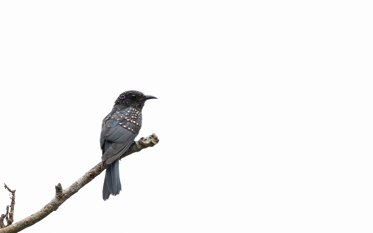 Square-tailed Drongo-Cuckoo - ML620817305