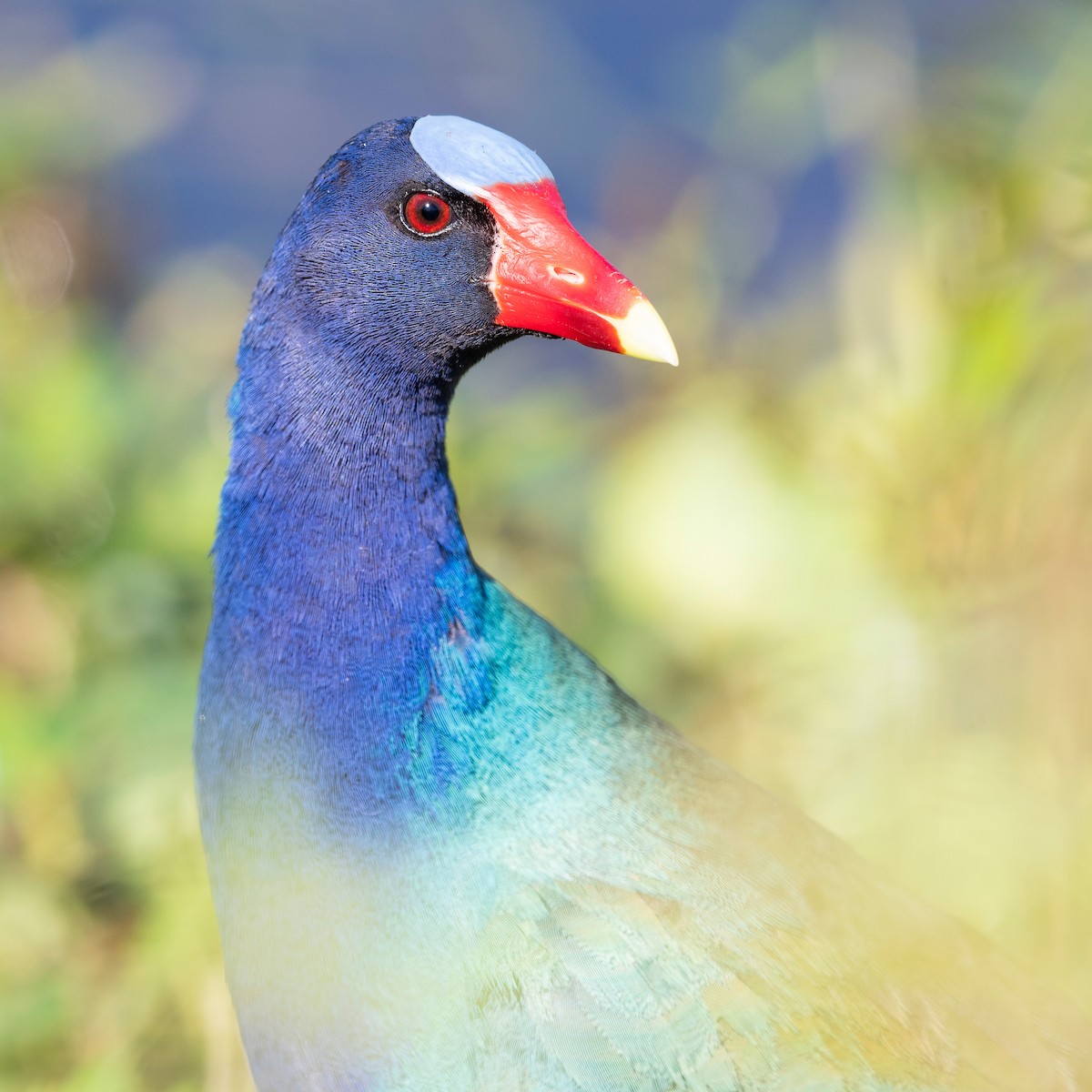 Purple Gallinule - ML620817310