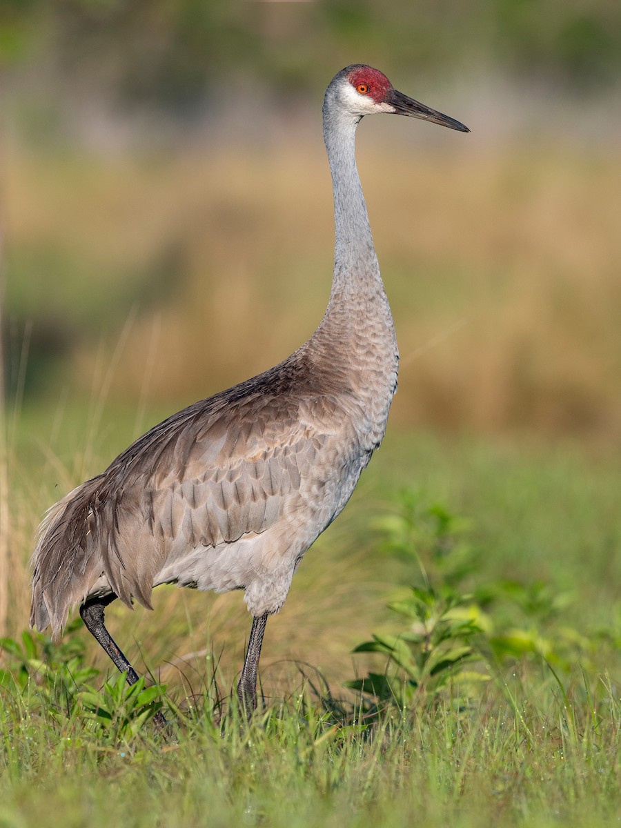 Sandhill Crane - ML620817314