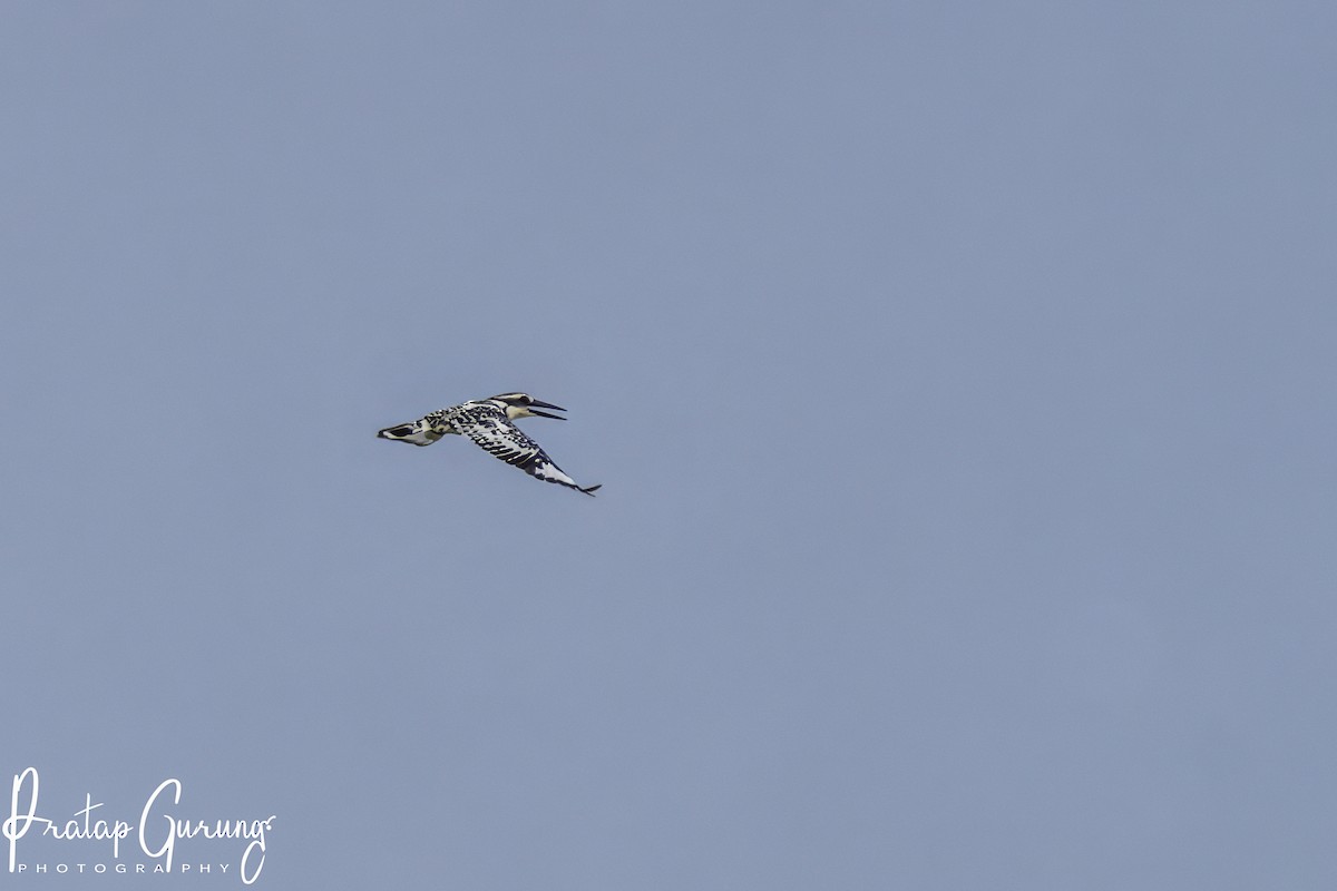 Pied Kingfisher - ML620817317