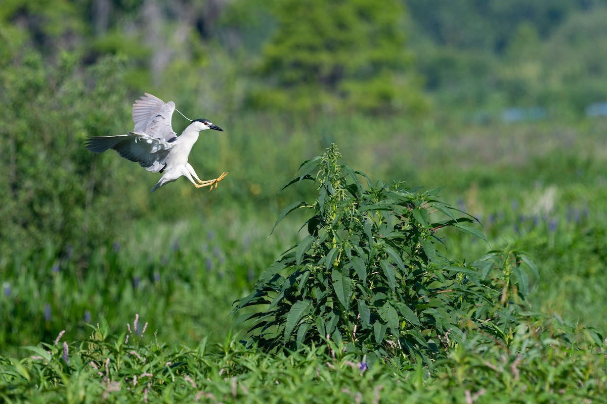 Black-crowned Night Heron - ML620817323