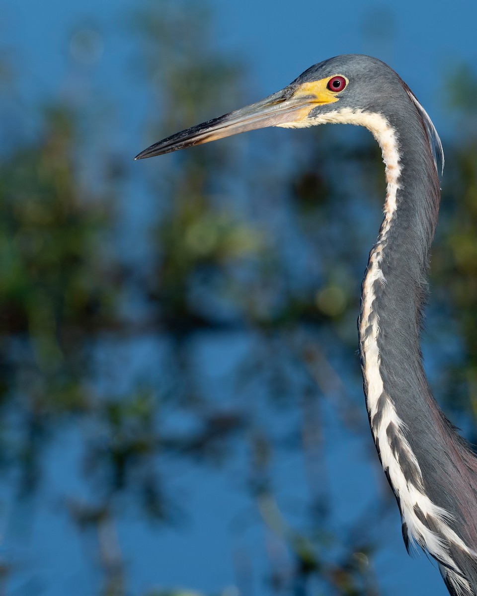 Tricolored Heron - ML620817327