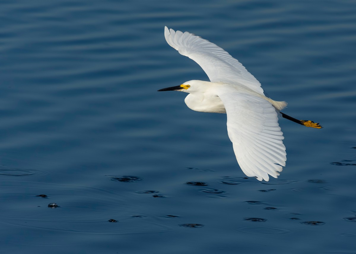 Snowy Egret - ML620817330