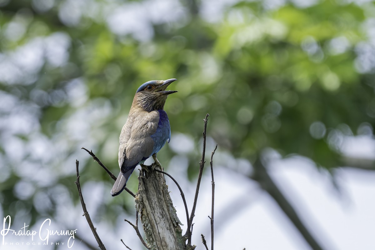 Indian Roller - Pratap Gurung