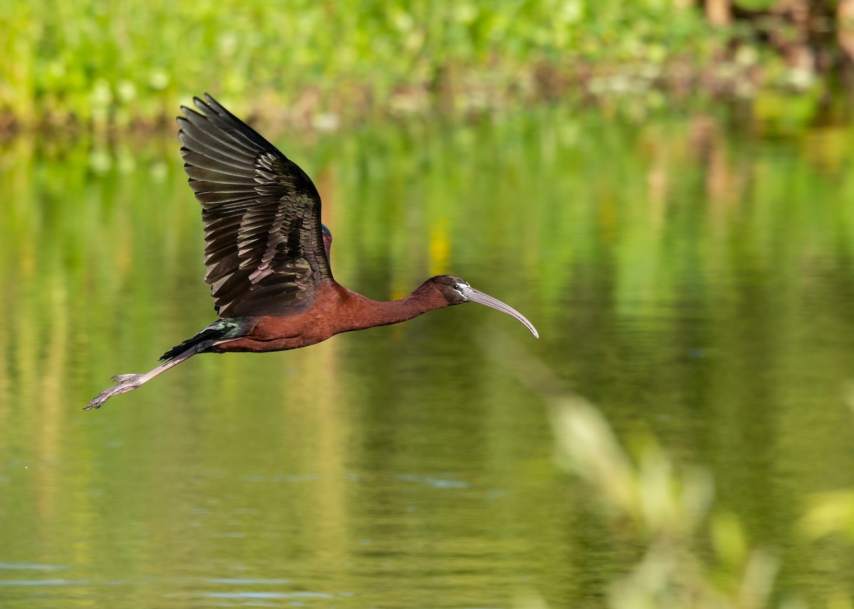 Glossy Ibis - ML620817335