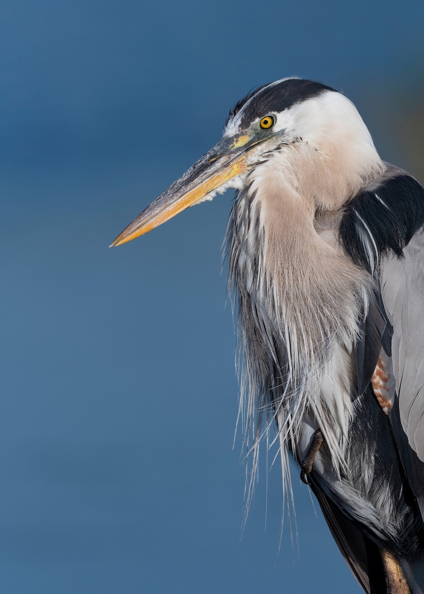 Great Blue Heron - ML620817336