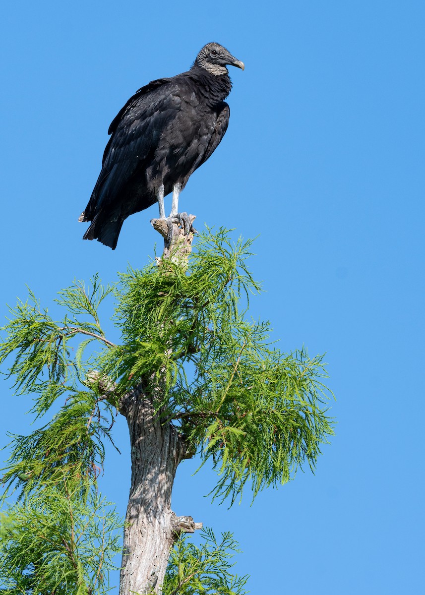 Black Vulture - ML620817339