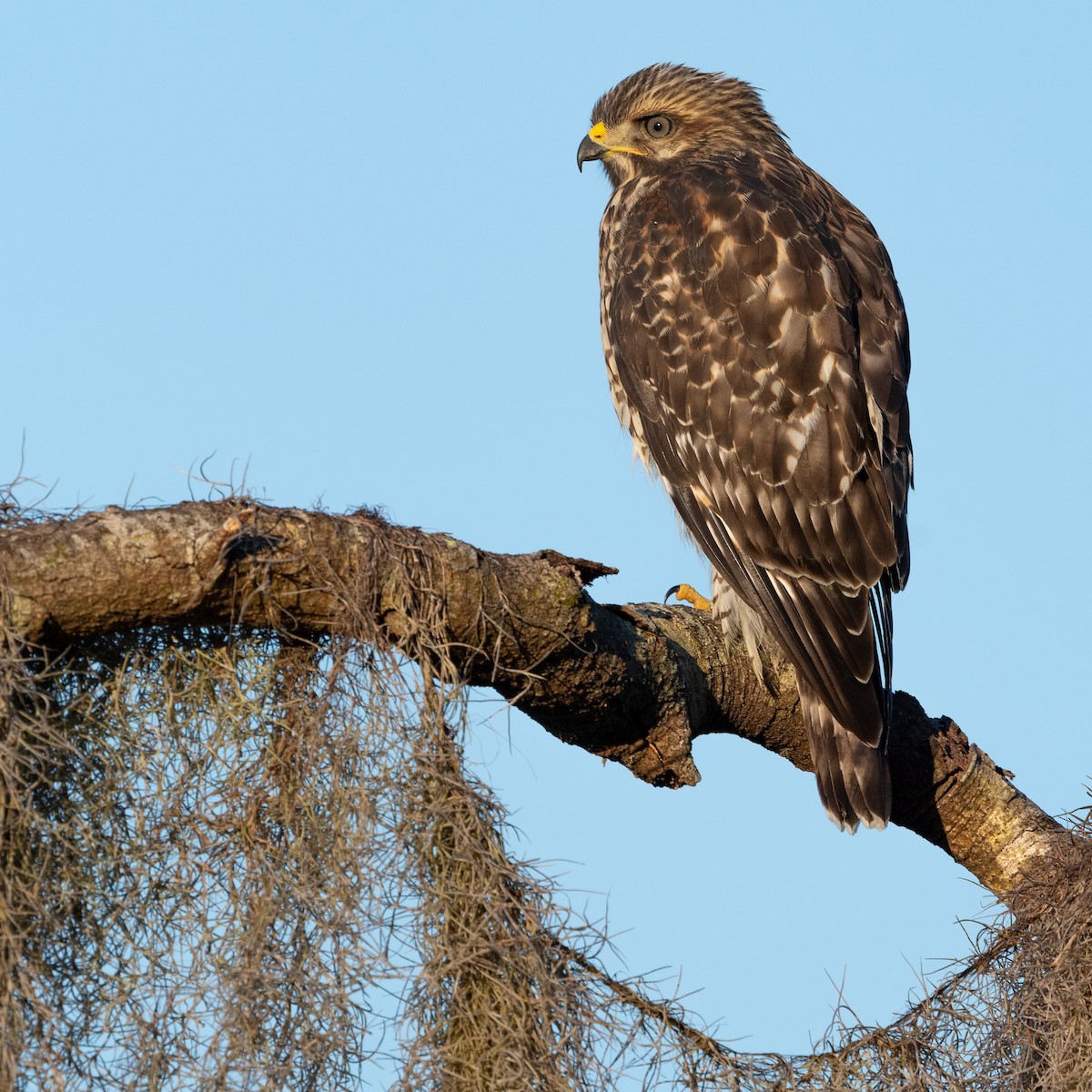 Red-shouldered Hawk - ML620817340