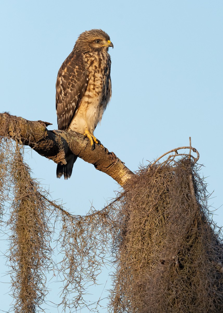 Red-shouldered Hawk - ML620817341