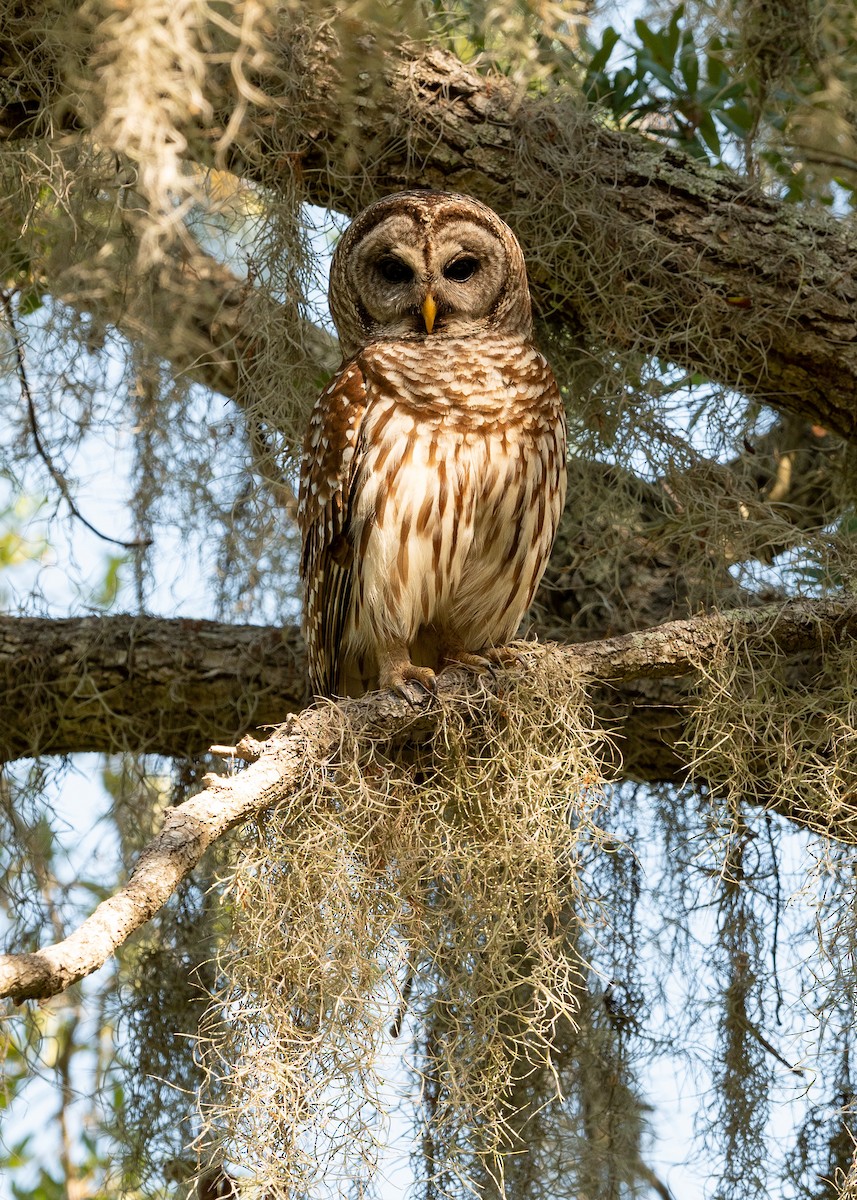 Barred Owl - ML620817343