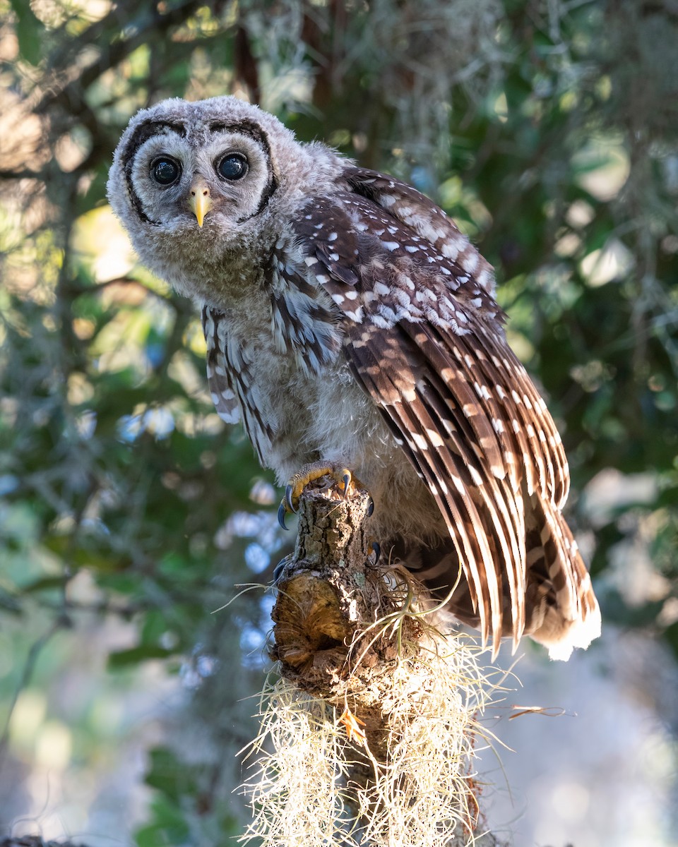 Barred Owl - ML620817344