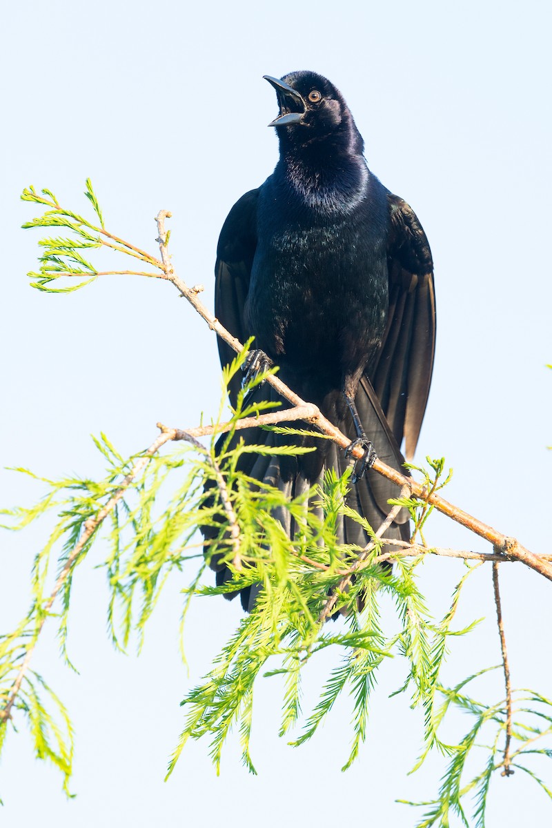 Boat-tailed Grackle - ML620817345