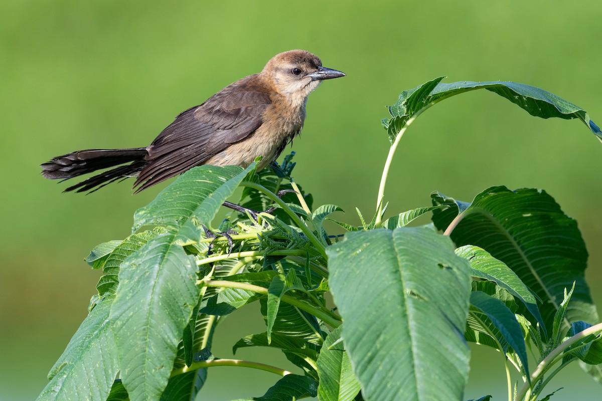 Boat-tailed Grackle - ML620817346