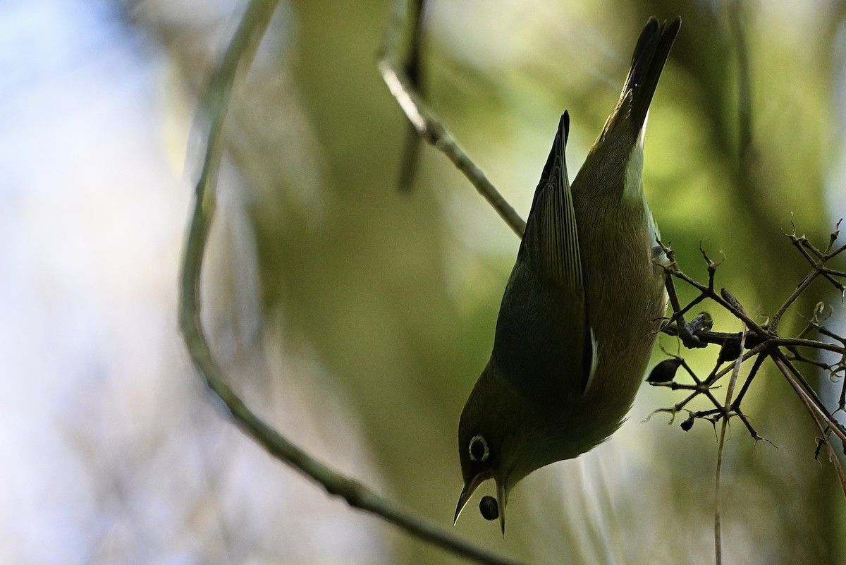 Silvereye - ML620817347