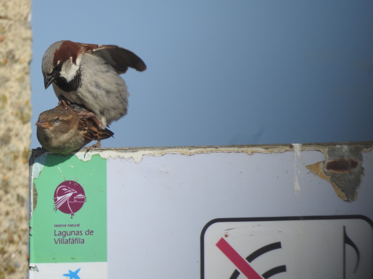 House Sparrow - Gary Losada