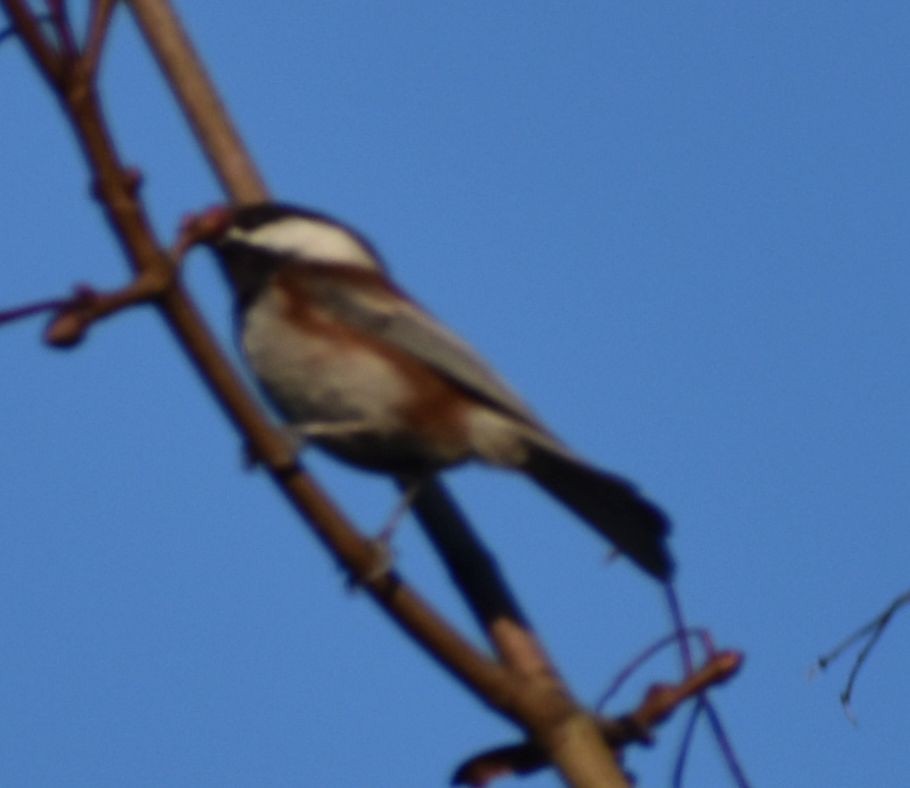 Chestnut-backed Chickadee - ML620817354