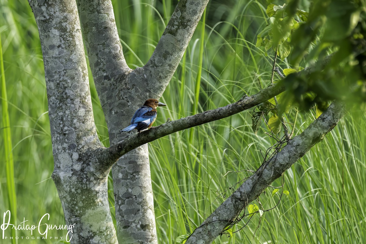 White-throated Kingfisher - Pratap Gurung