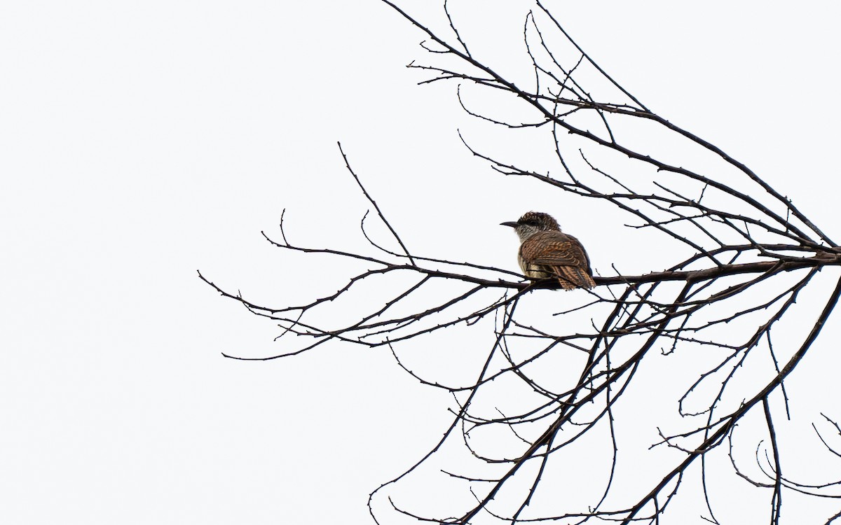 Banded Bay Cuckoo - ML620817362