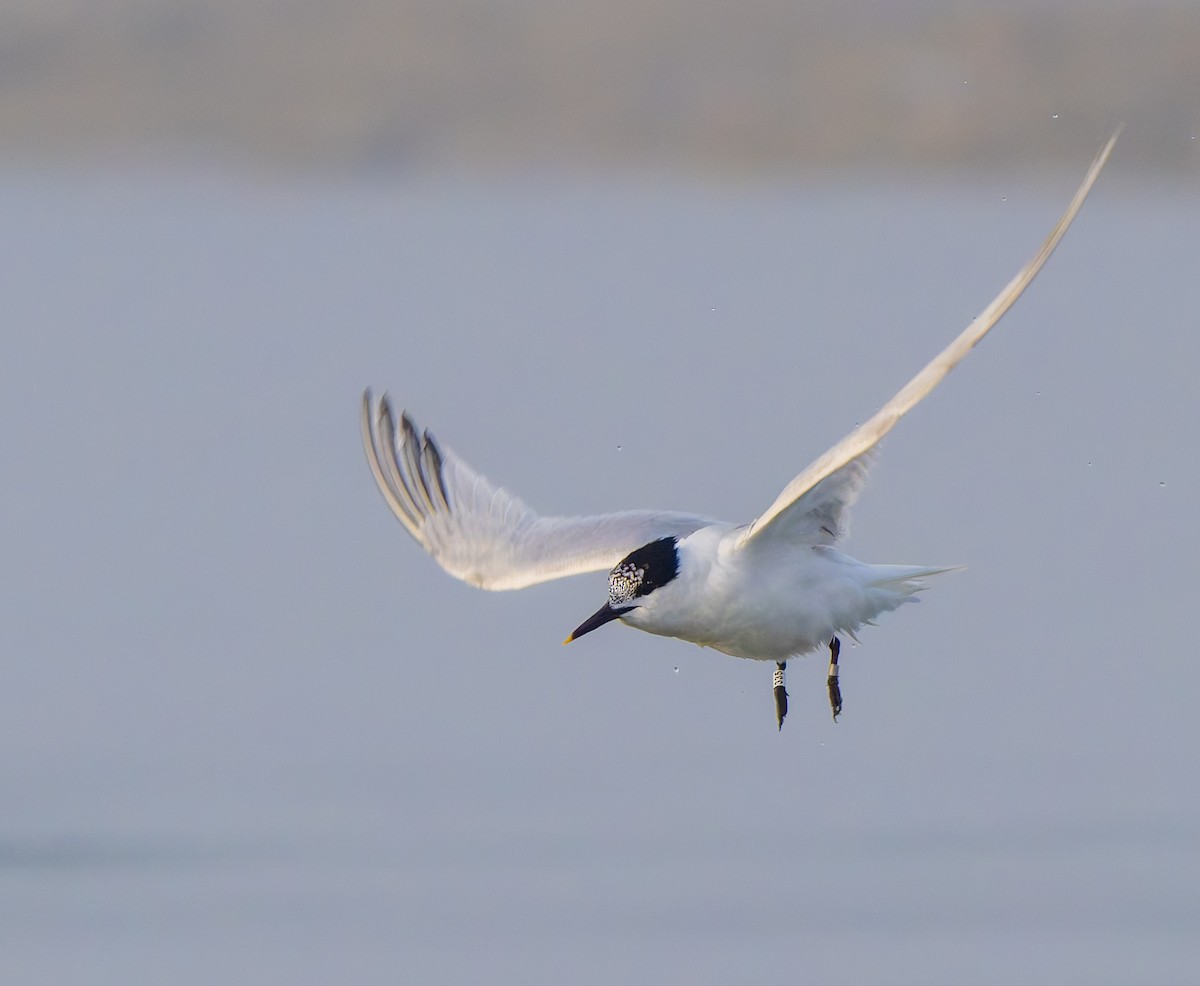 Sandwich Tern - ML620817367