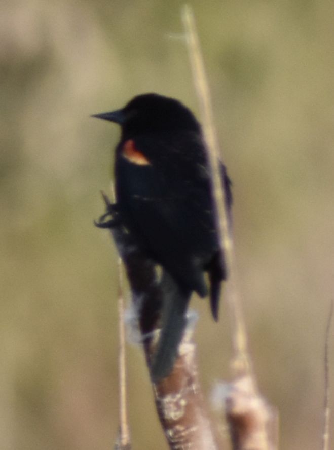 Red-winged Blackbird - ML620817371