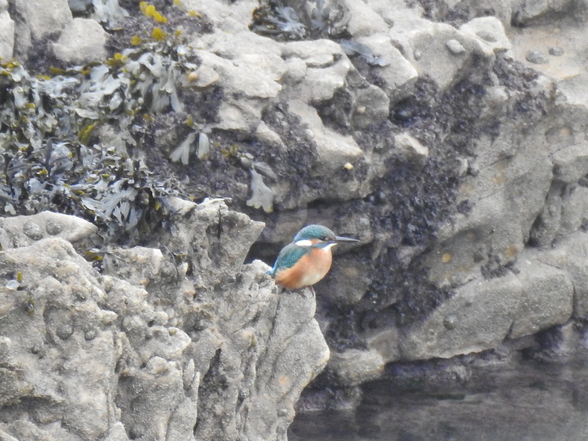 Martin-pêcheur d'Europe - ML620817379