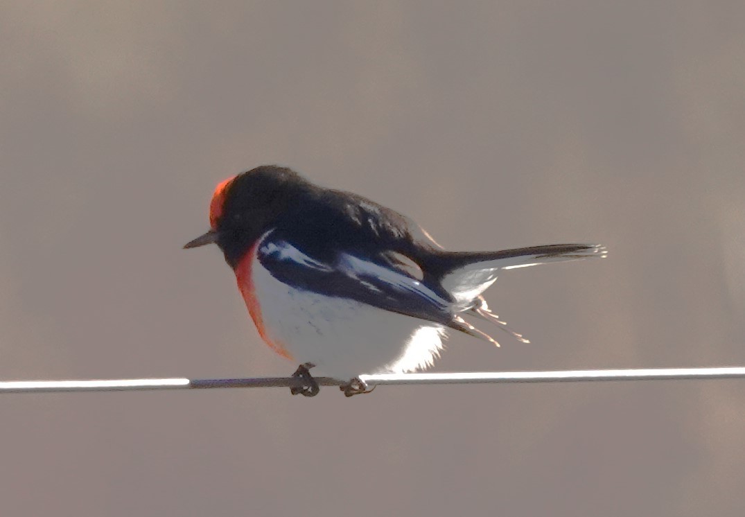 Red-capped Robin - ML620817380