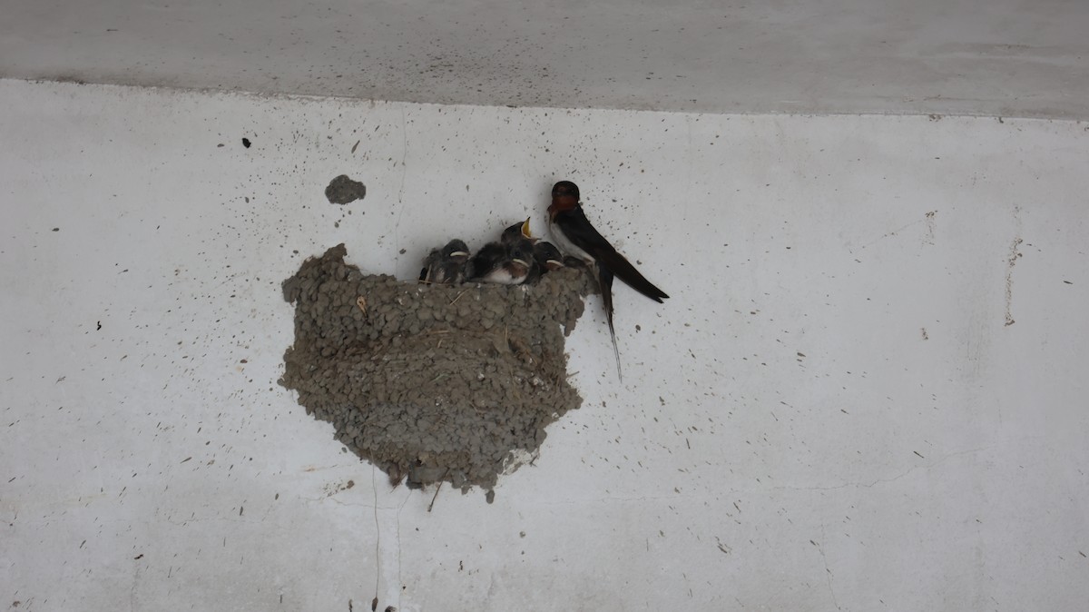 Barn Swallow - ML620817381