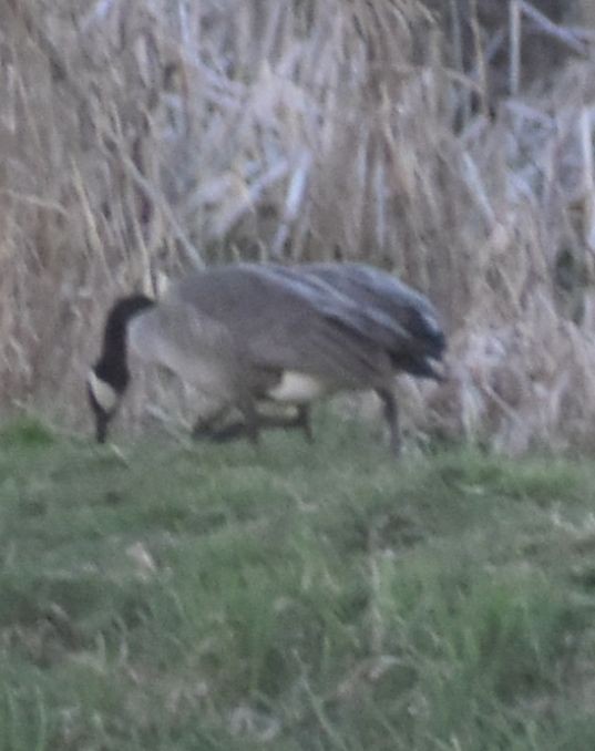 Canada Goose - ML620817386