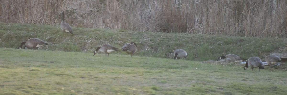 Canada Goose - ML620817387