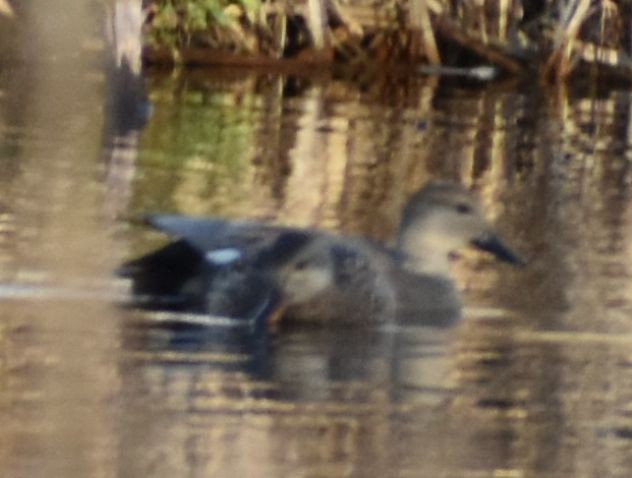 Gadwall - ML620817393