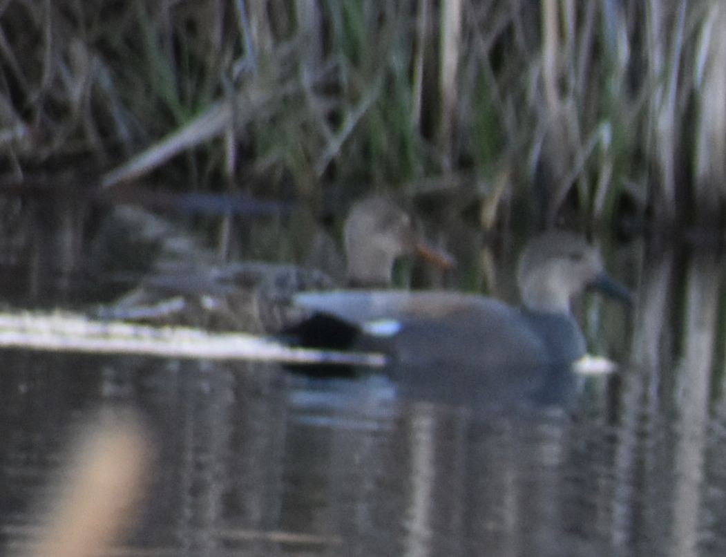 Gadwall - ML620817394