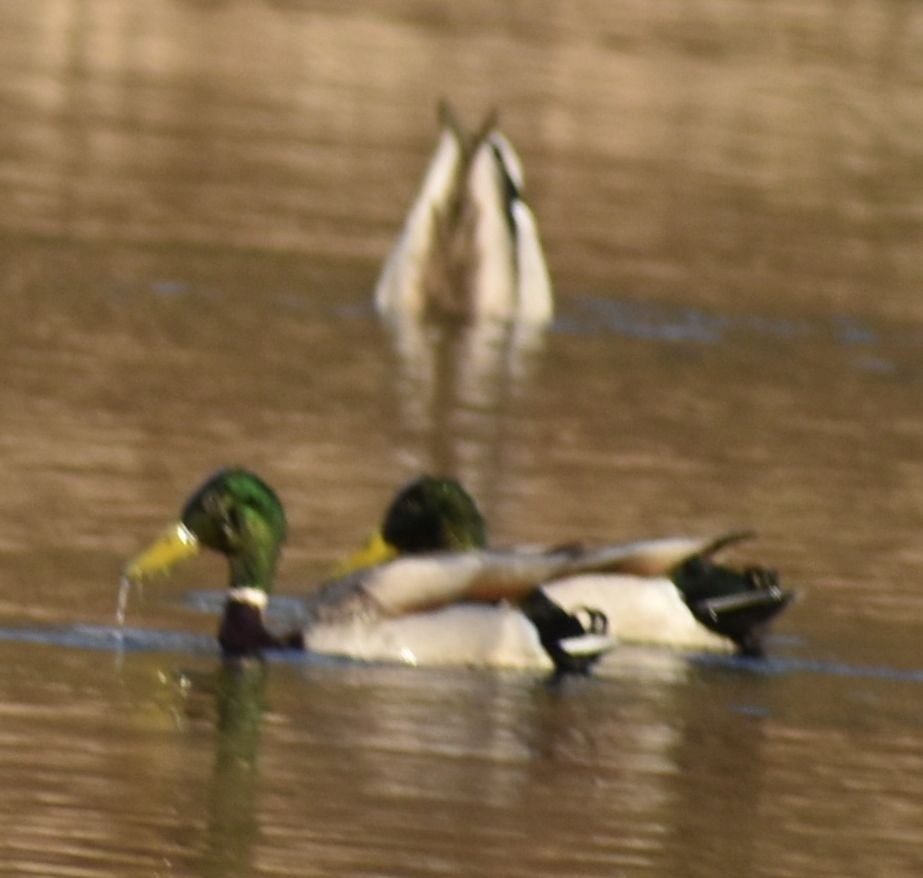 Canard colvert - ML620817395