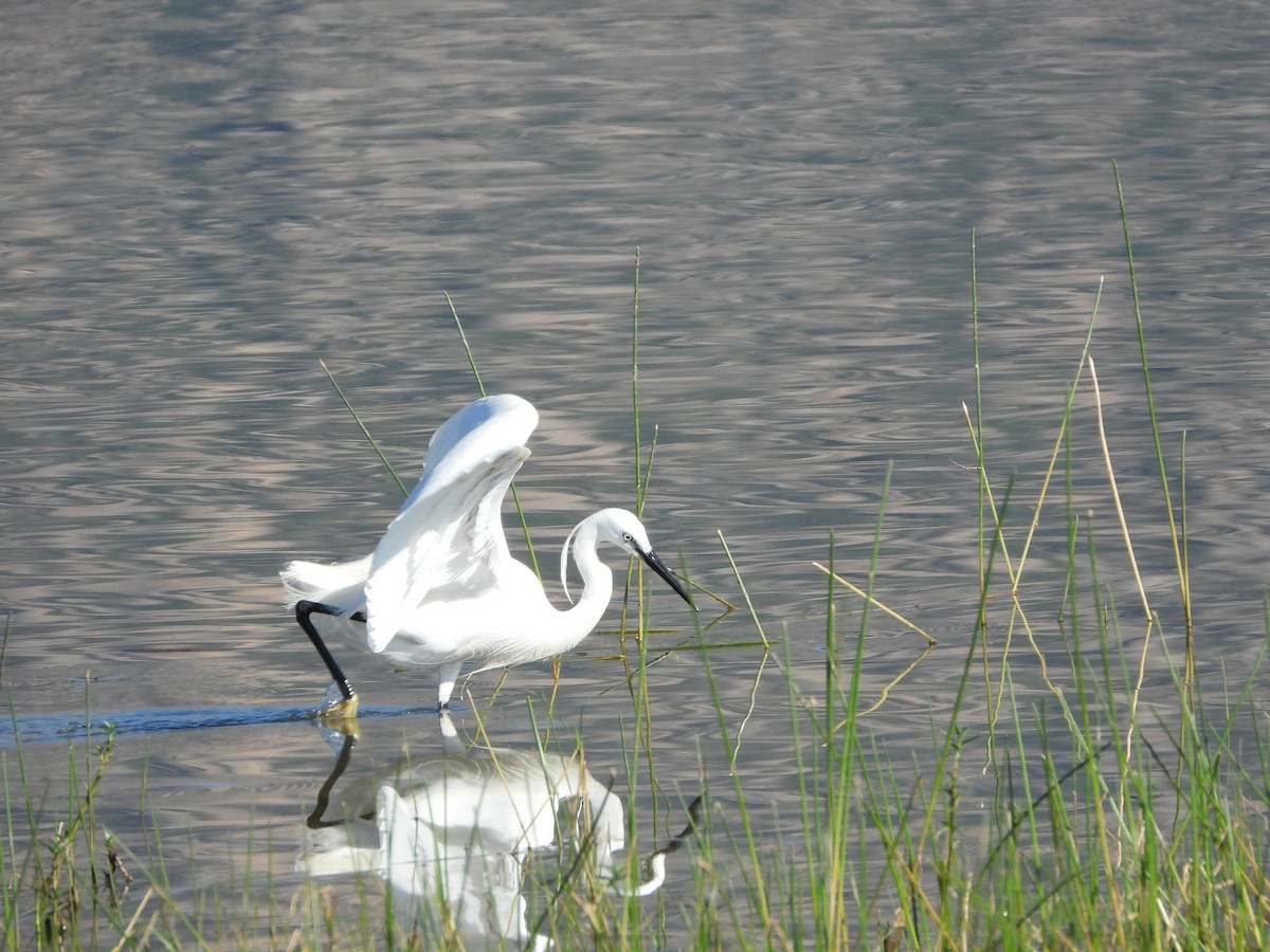 小白鷺 - ML620817397