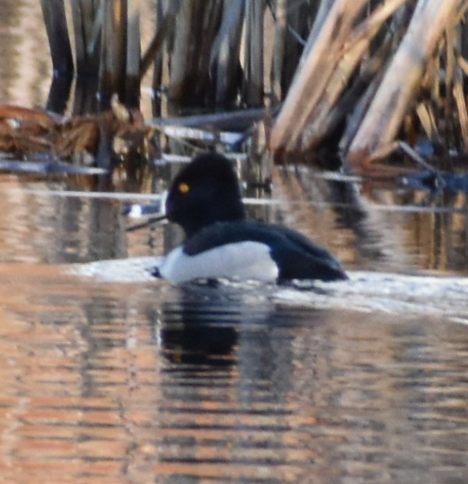 Ring-necked Duck - ML620817401