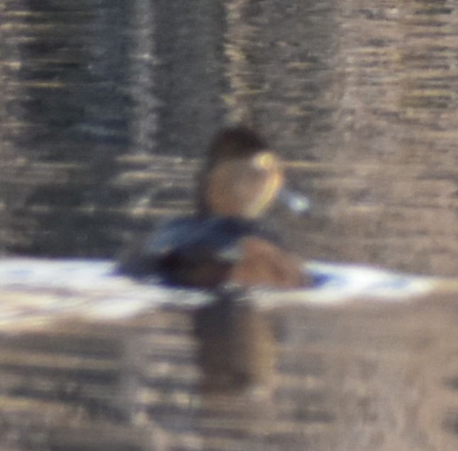 Ring-necked Duck - ML620817403