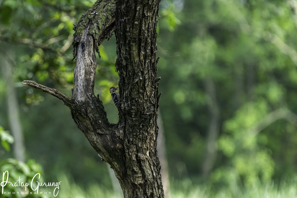 Fulvous-breasted Woodpecker - Pratap Gurung
