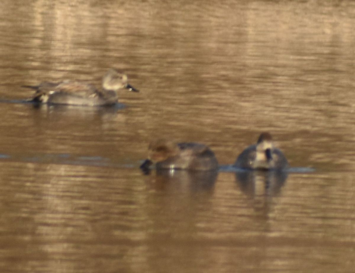 Gadwall - ML620817414