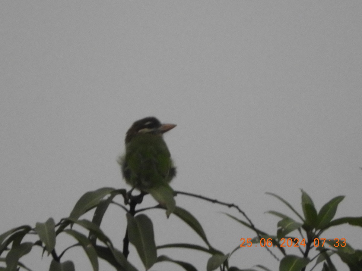 White-cheeked Barbet - ML620817418