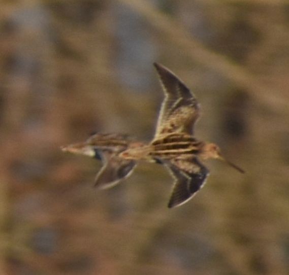 Wilson's Snipe - ML620817424