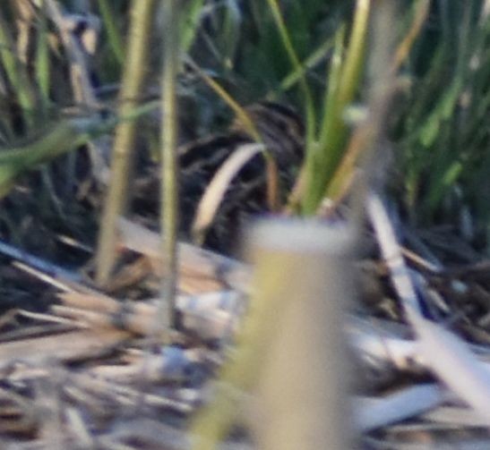 Wilson's Snipe - ML620817425