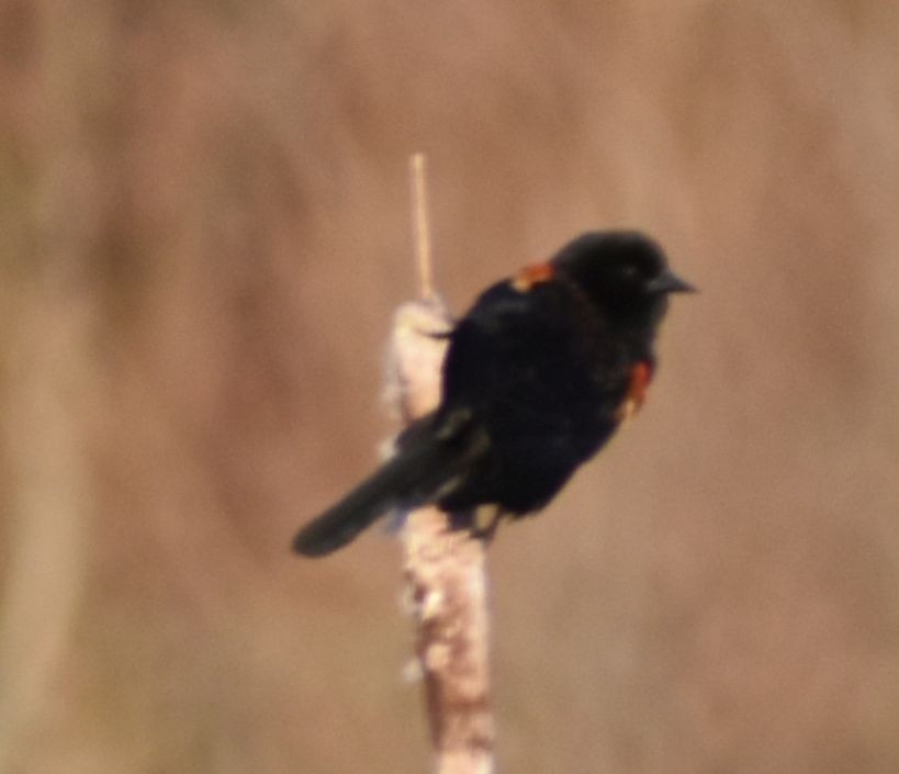 Red-winged Blackbird - ML620817427