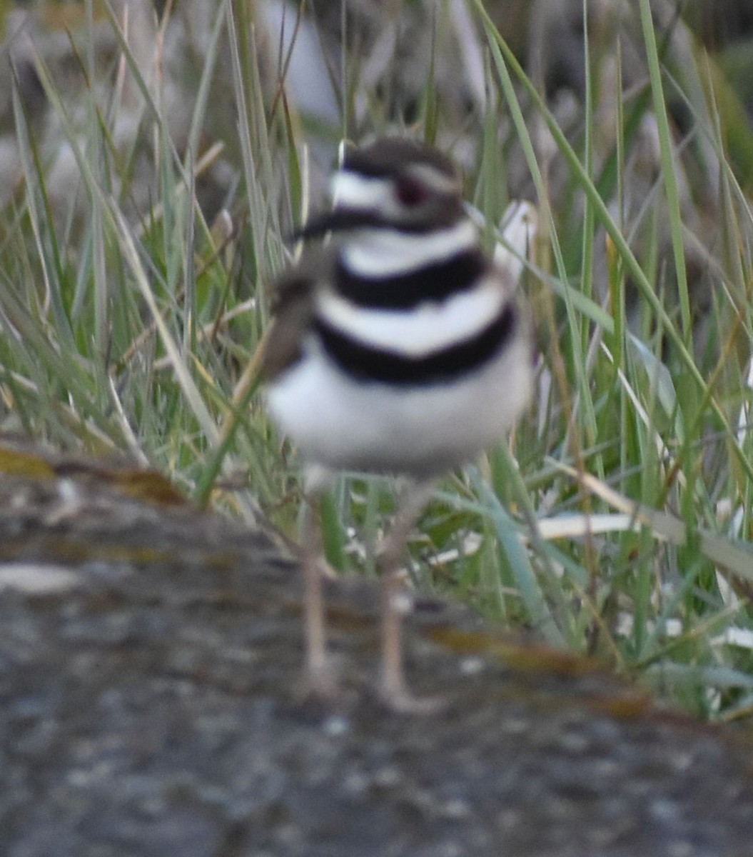 Killdeer - ML620817429