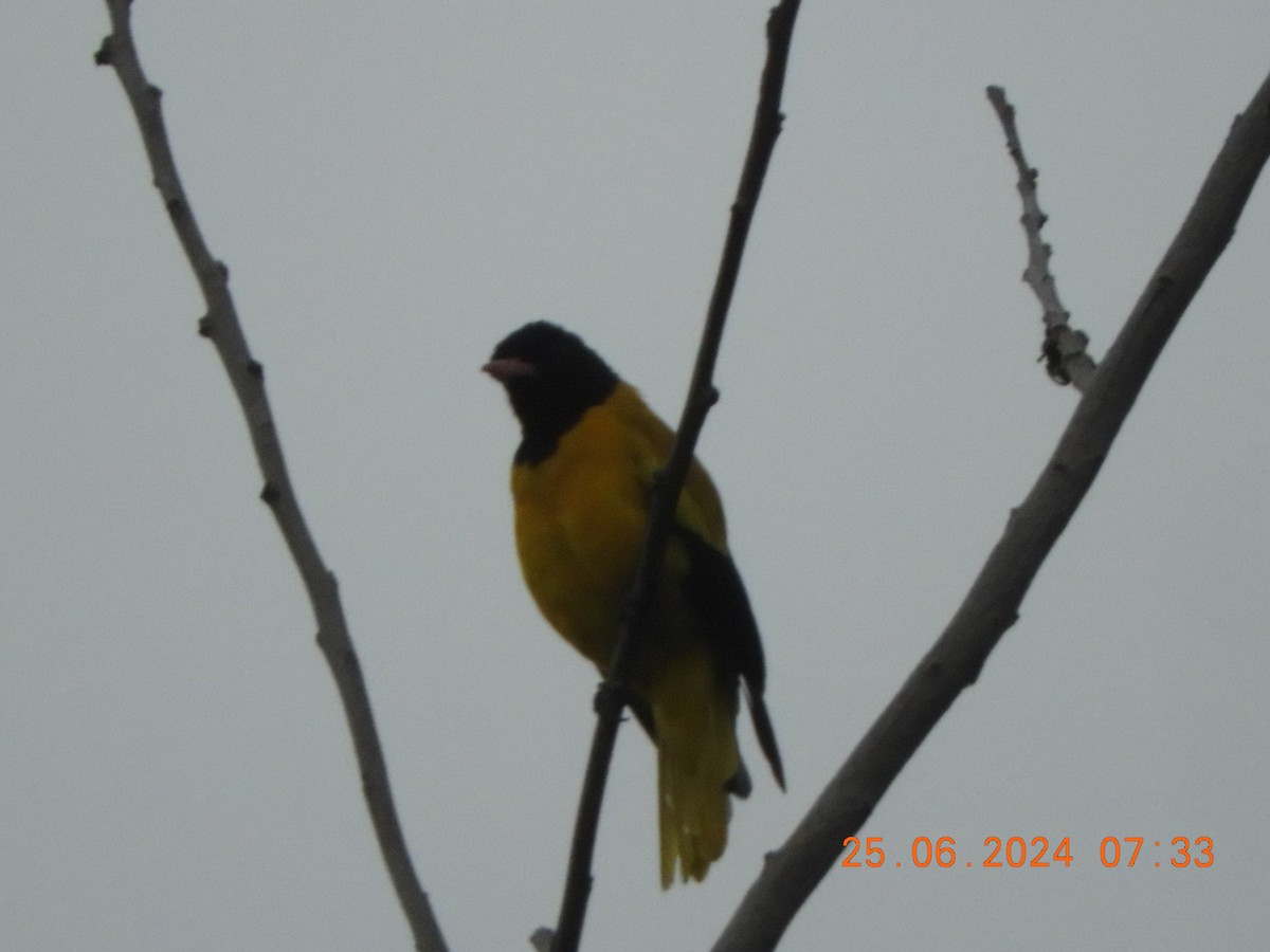 Black-hooded Oriole - ML620817430