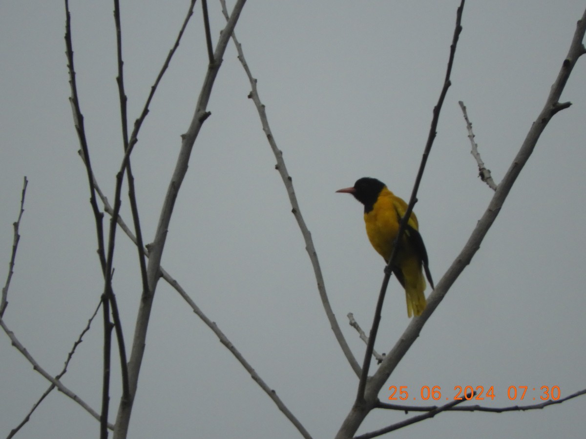 Black-hooded Oriole - ML620817432