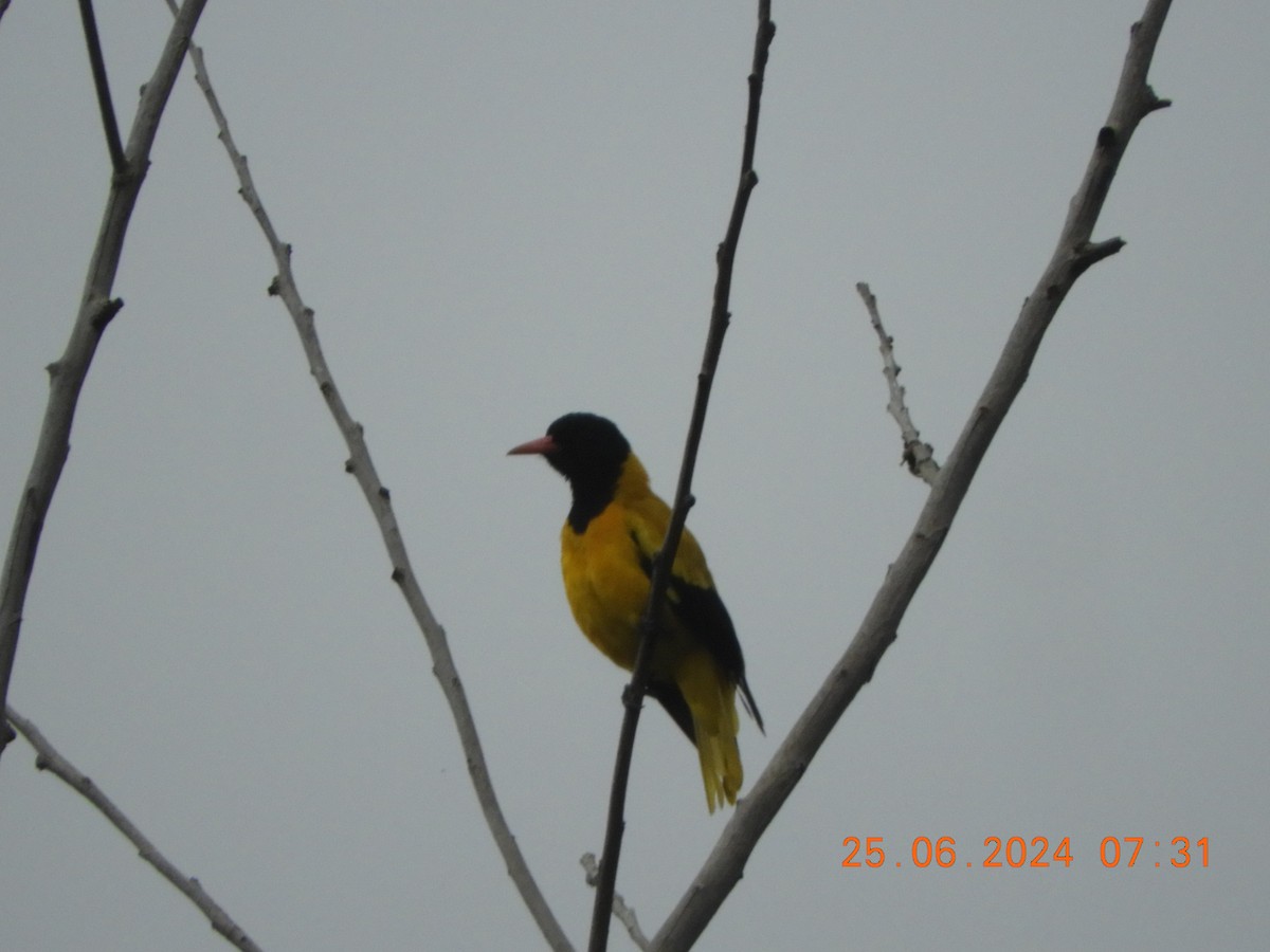 Black-hooded Oriole - ML620817434