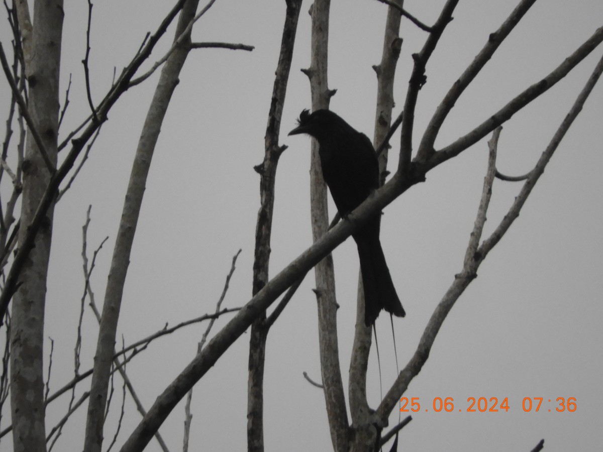 Greater Racket-tailed Drongo - ML620817447