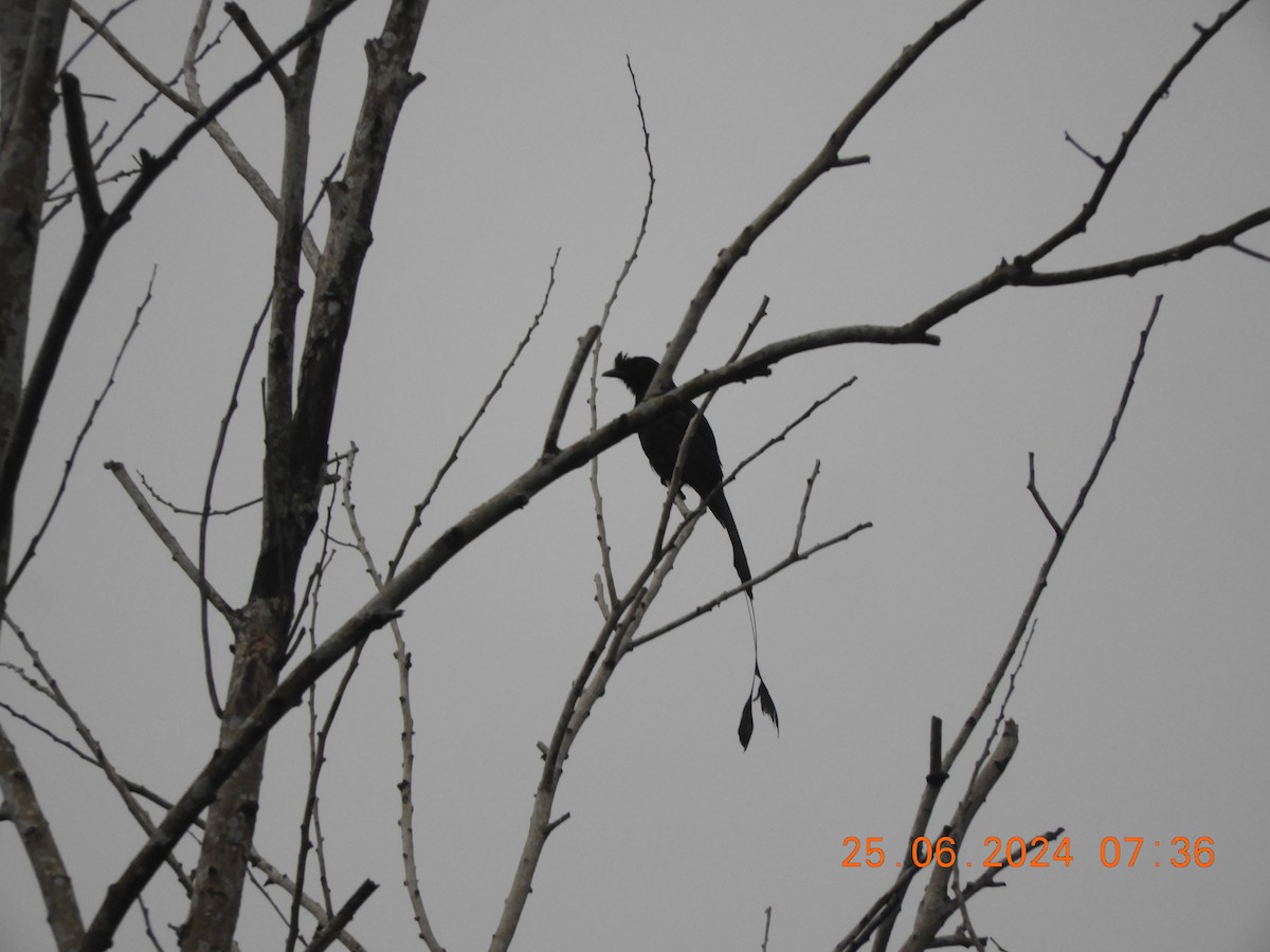 Greater Racket-tailed Drongo - ML620817448